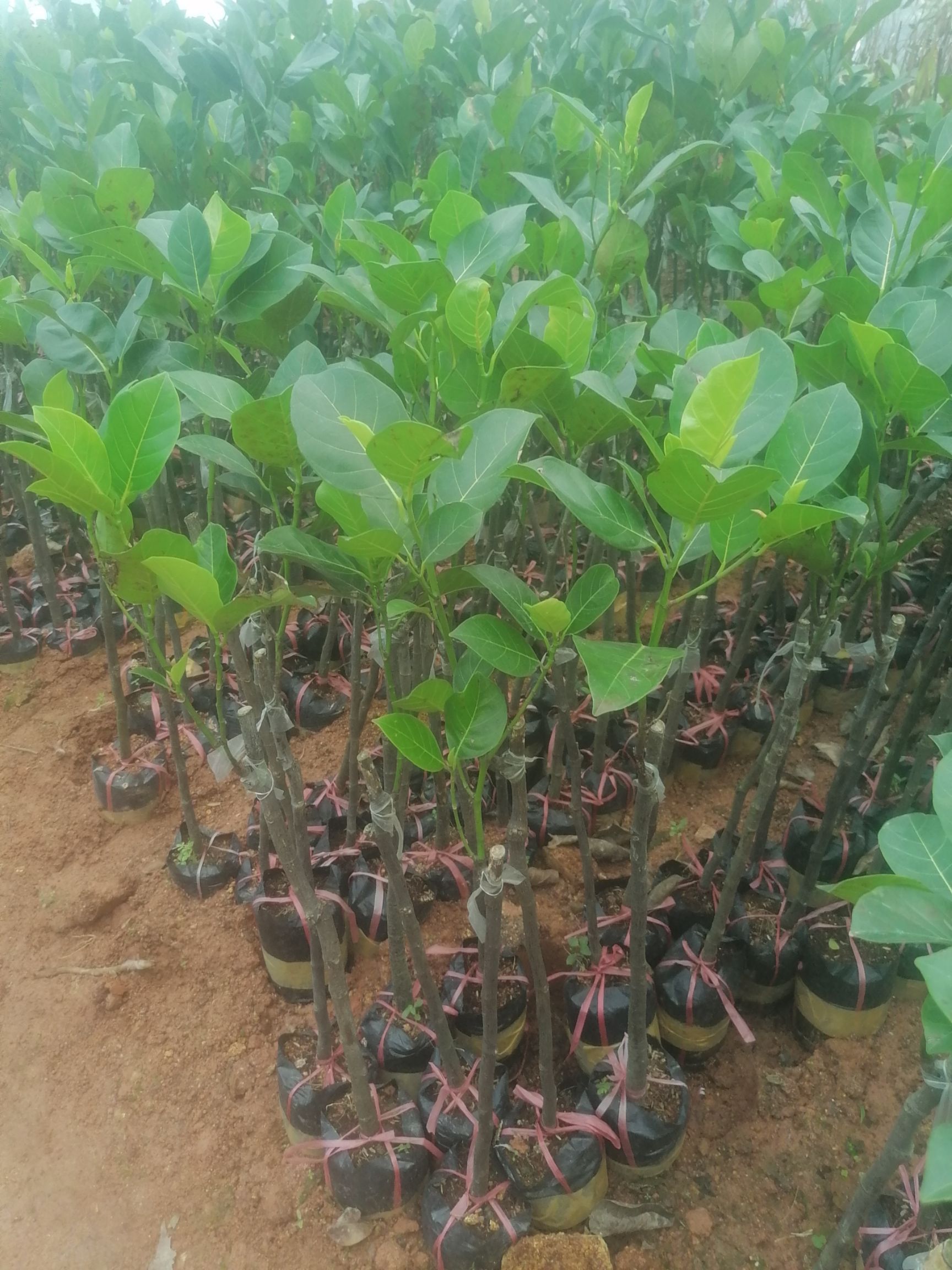 泰国十二号红肉菠萝蜜苗  红肉   脆甜   种植3年结果