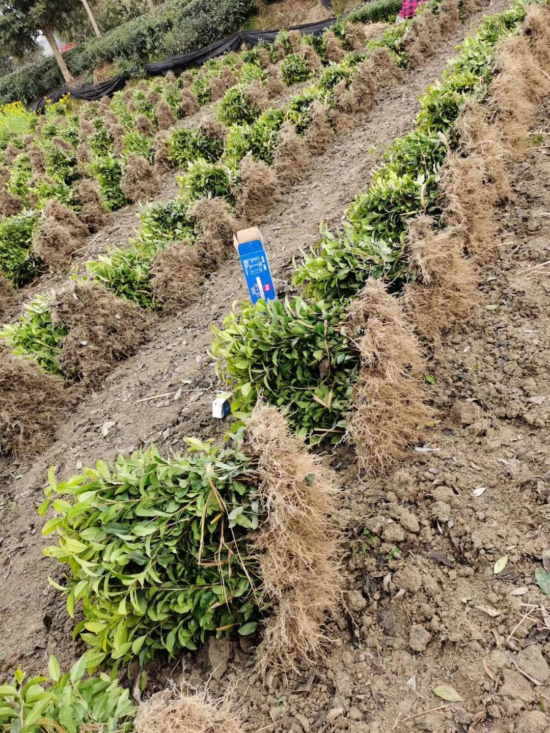 优质名选131茶叶苗