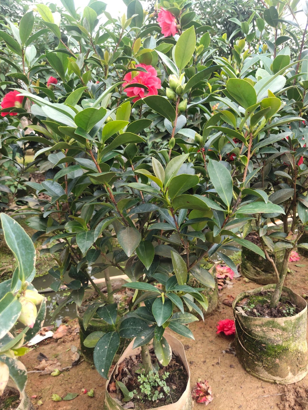 茶花树  四季茶花