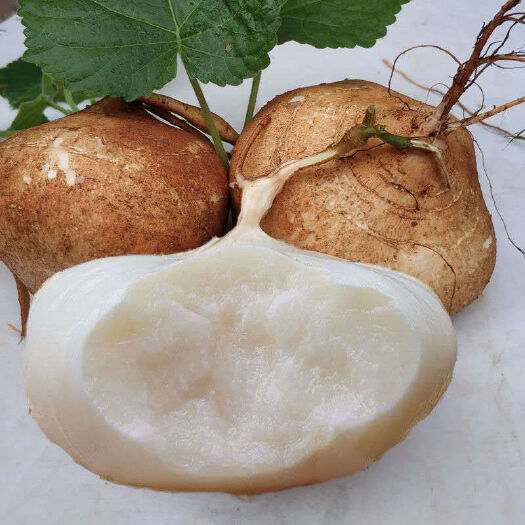 徐闻县凉薯 产地直达货源充足稳定