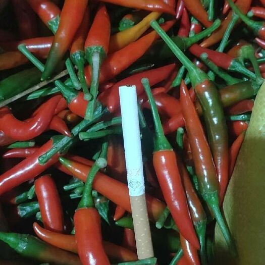 崇左小米椒 鲜辣椒，价格优惠，现在现发货，欢迎各位老板下单