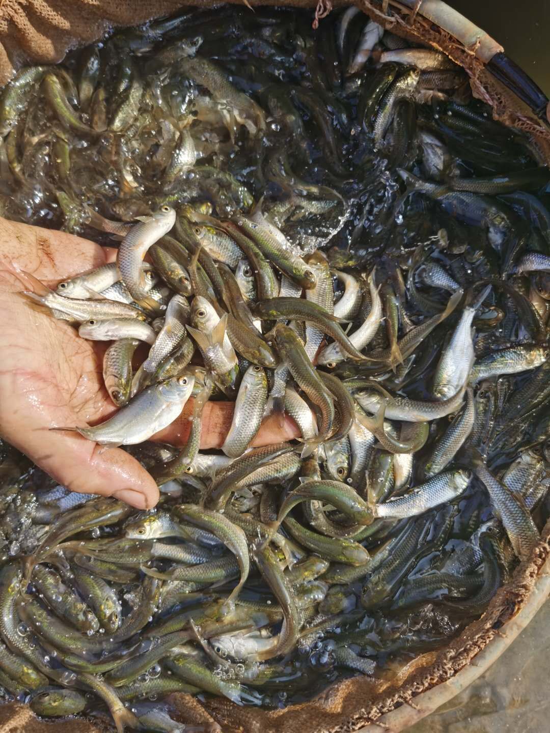 羅非魚(yú)苗  支持送貨上門，貨到付款量大從優(yōu)，四川，云南，貴州，湖南，廣西