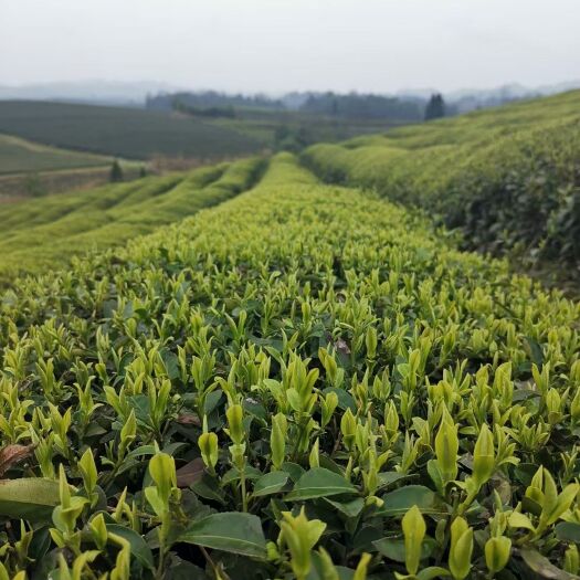 凤冈县自家茶园直采！凤冈锌硒翠芽，高山云雾茶，无农药，天然健康！