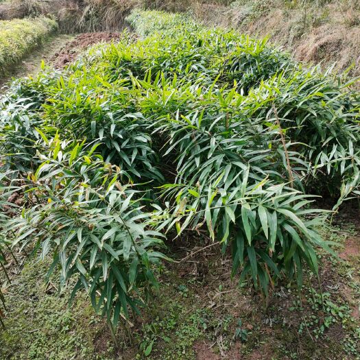 南充黄精种苗 四川不到苗高杆甜黄精，大量供应各种规格全芽块茎，