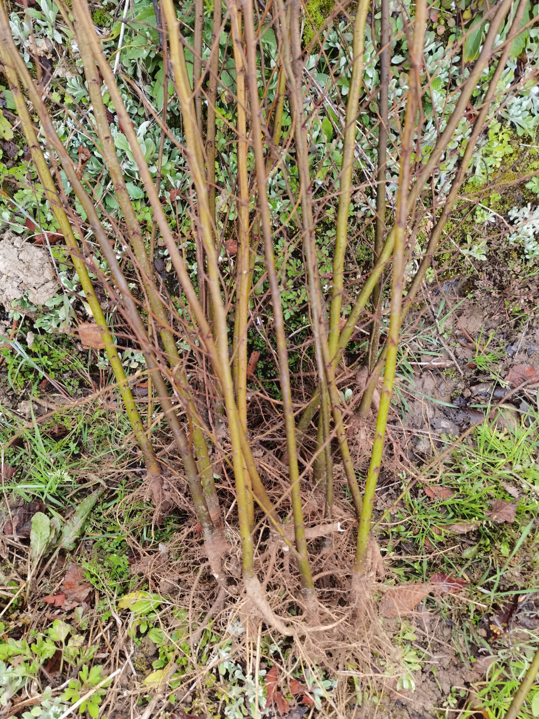  榉树，0.5—18公分