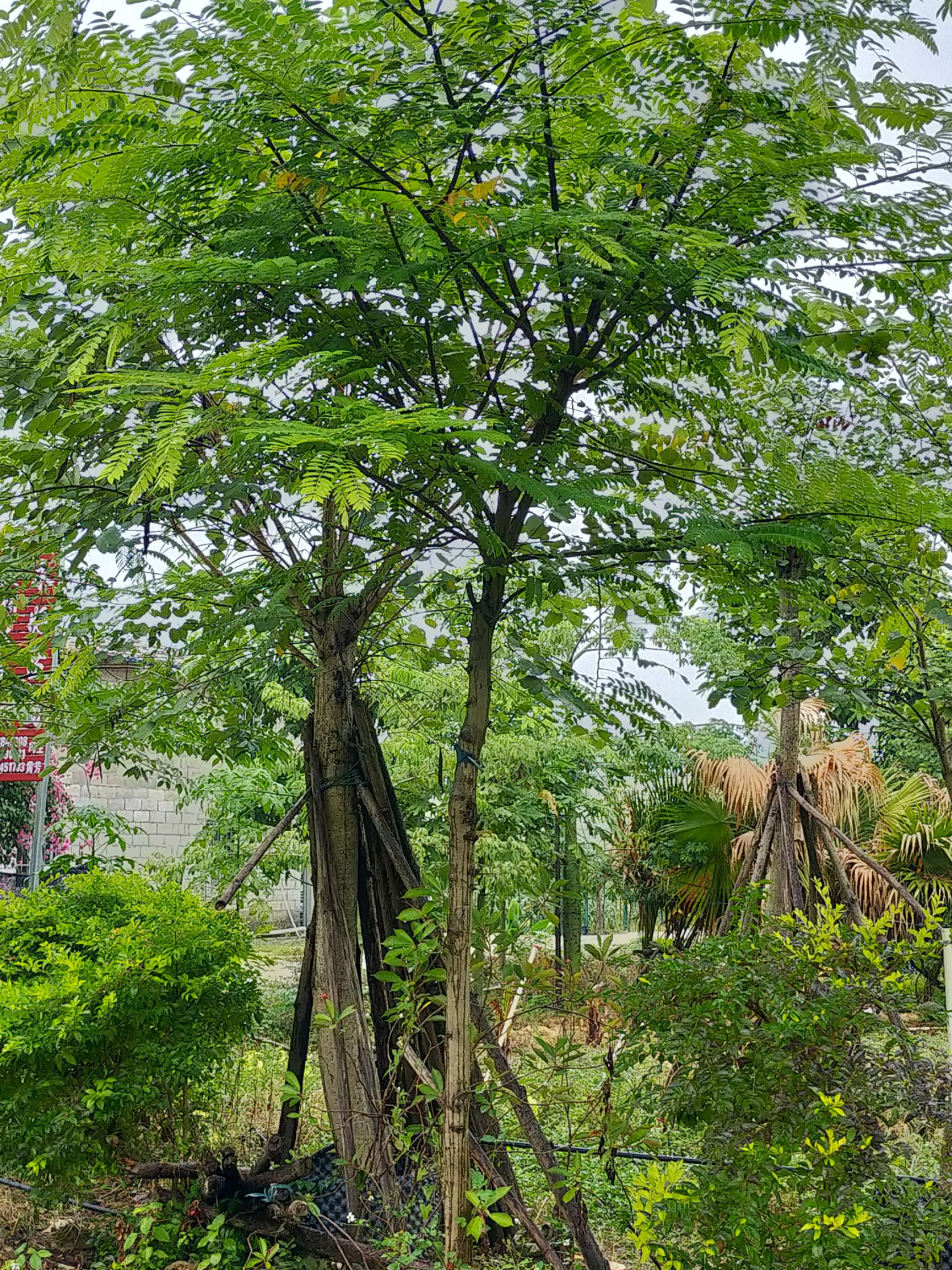 粉花山扁豆