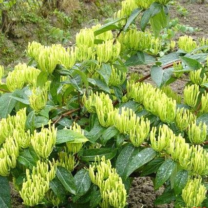 湘蕾一号金银花苗  湘蕾5号金银花苗木（寸苗）