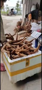 牛大力。广西牛大力。一手货源。超级甜够老。