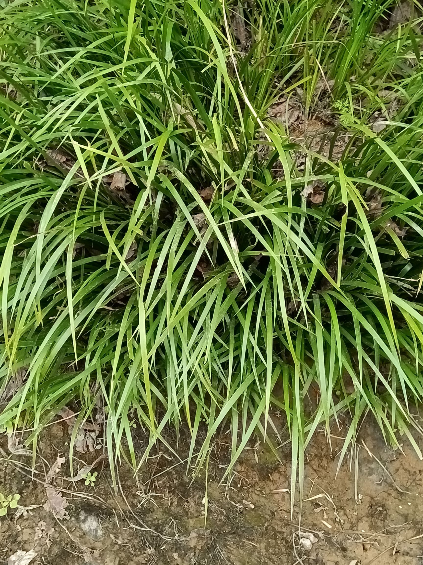 石菖蒲，深山*生石菖蒲，系多年生长药效更高。