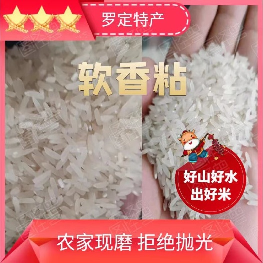 罗定市籼米  软粘