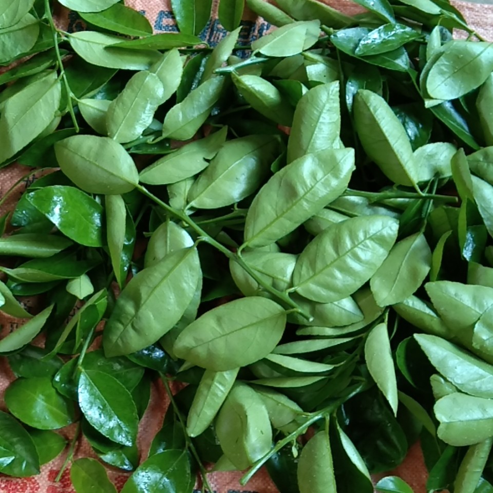 泰国青柠檬叶子  新鲜采摘  香气浓郁 沁人心扉…