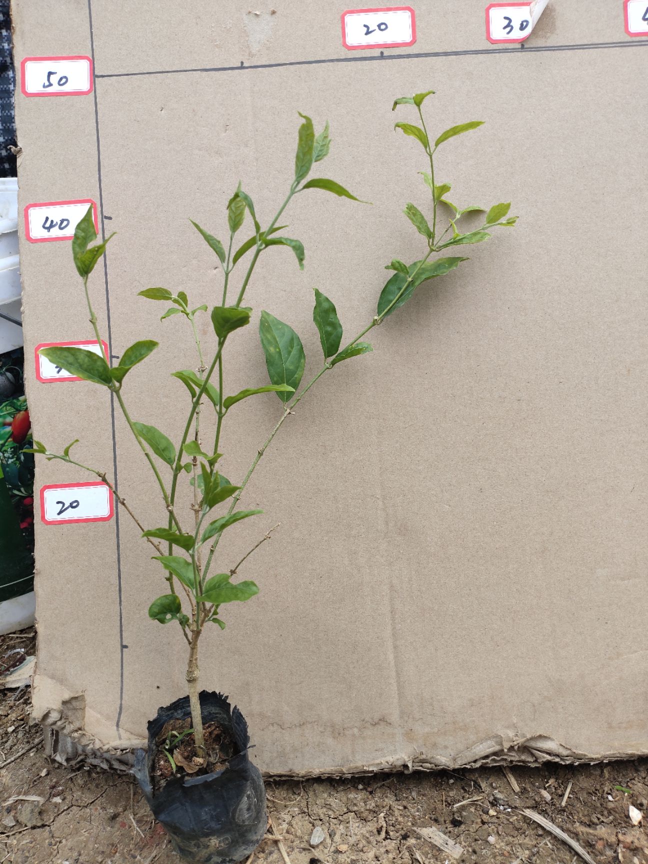 单瓣茉莉  横县茉莉重瓣笔尖茉莉，2年苗，新品种花味超级香