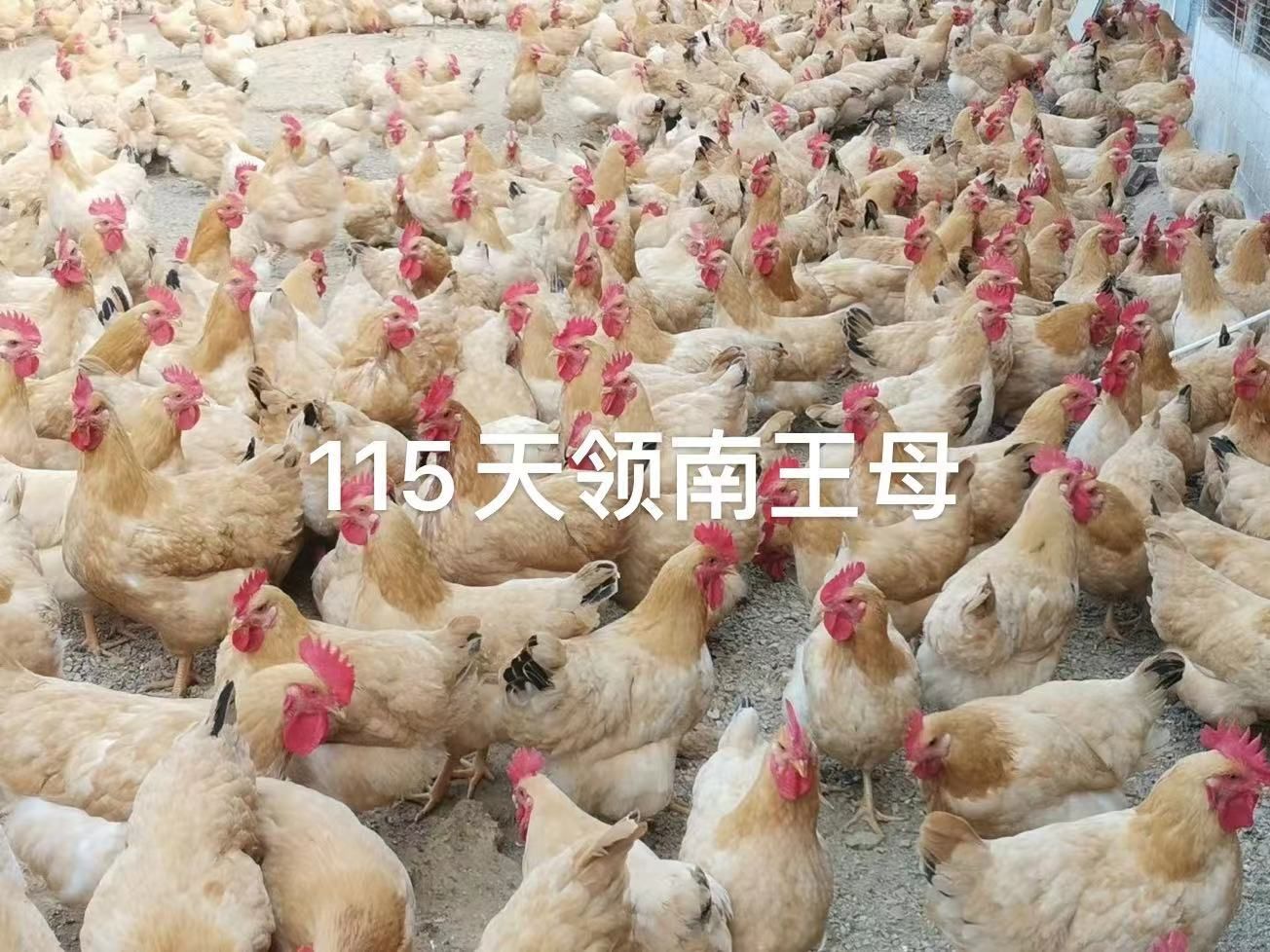 三黄鸡苗  瑶鸡苗 灵山土鸡苗  土阉鸡苗  k9苗