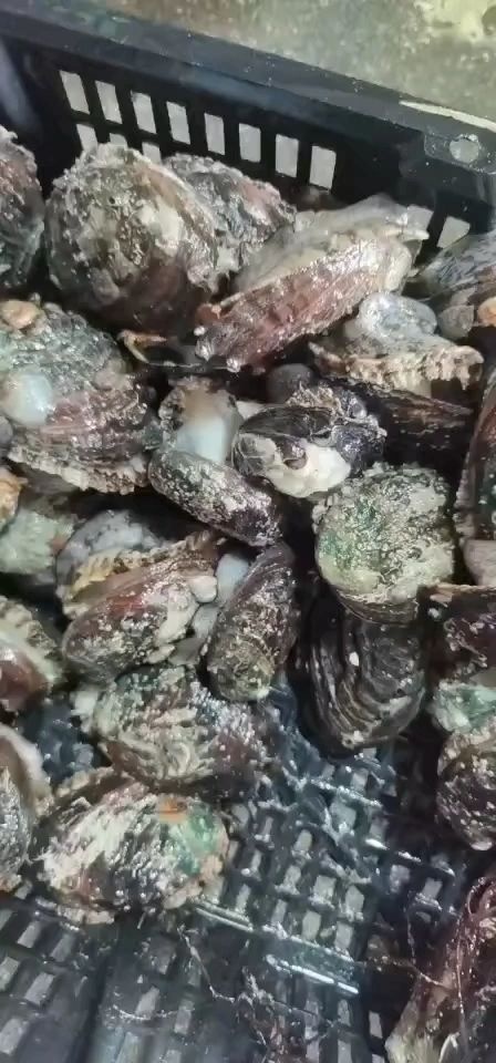 九孔鲍  活冻小鲍鱼  规格齐全2-30头都有