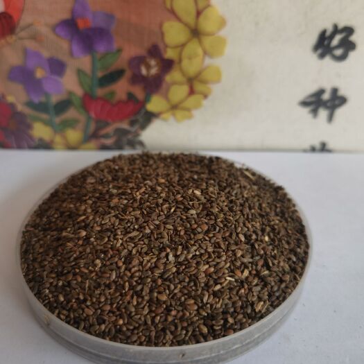 车前草种子  车钱草种籽，车前子，车前草籽