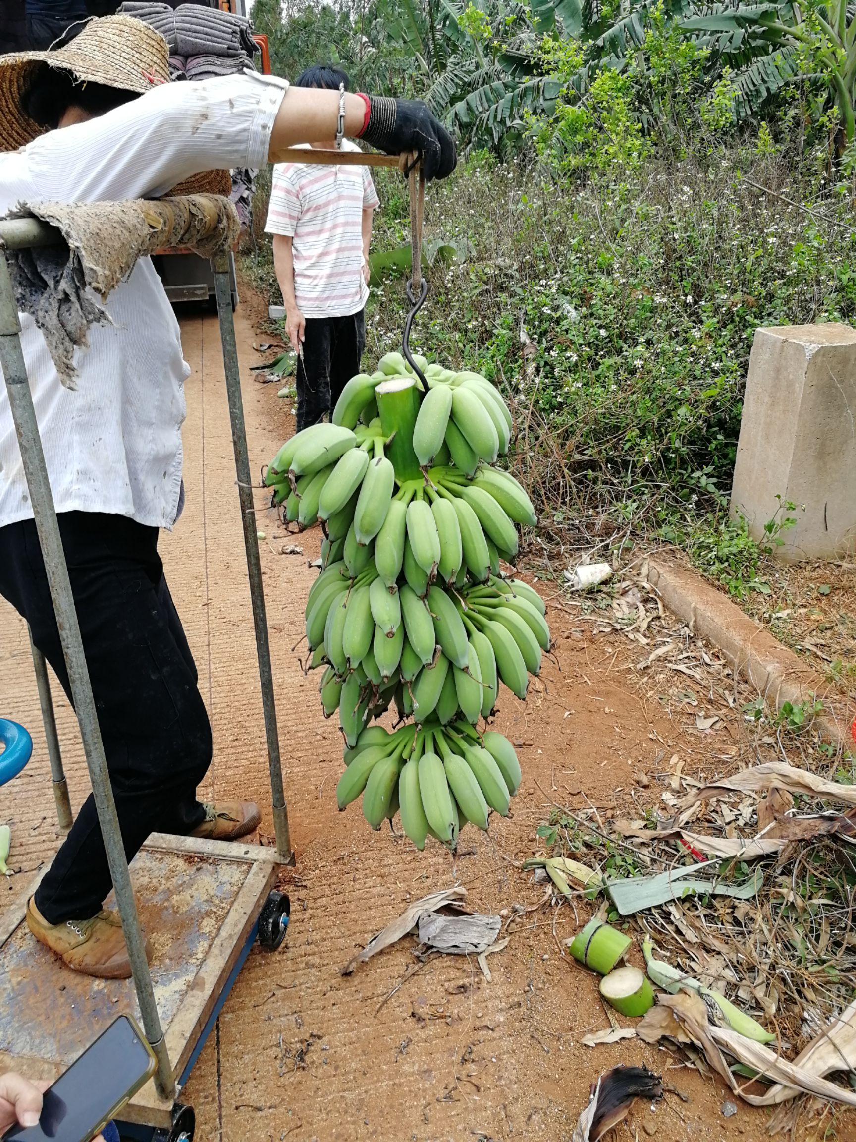 广东省湛江市徐闻香蕉，小米蕉