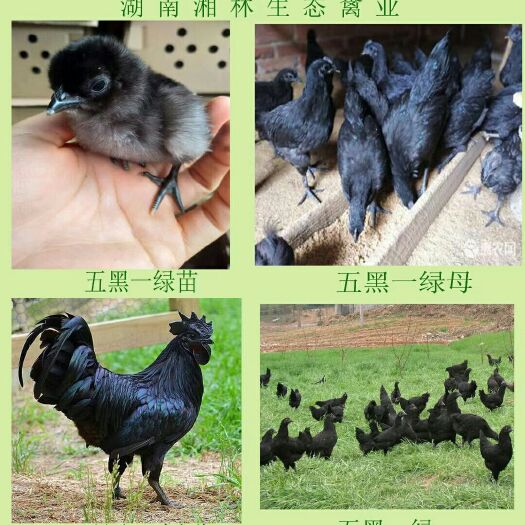 衡阳县鸡苗  自己孵化场，质量价格杠杠的