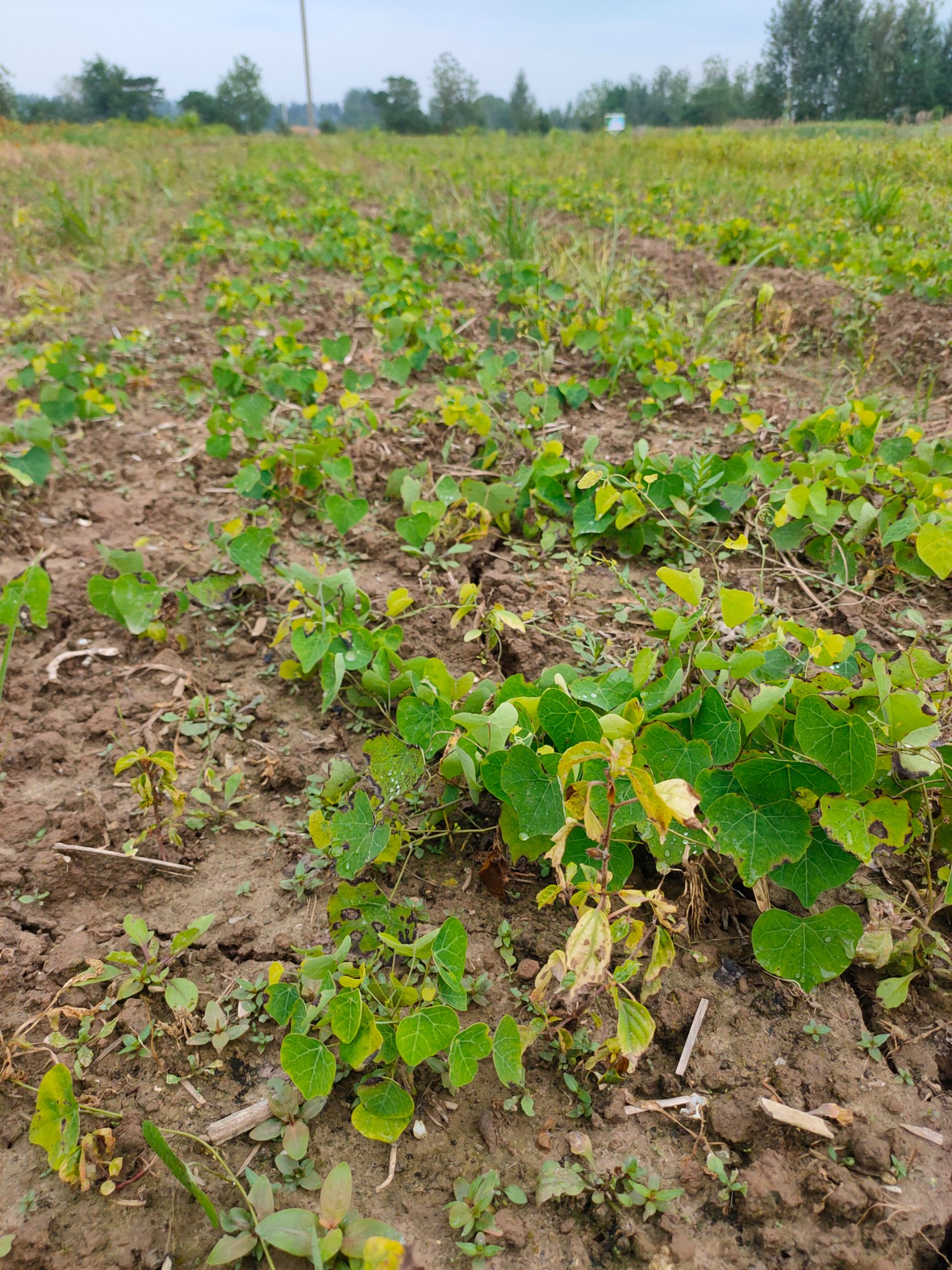 粉防己除草 粉防己除草