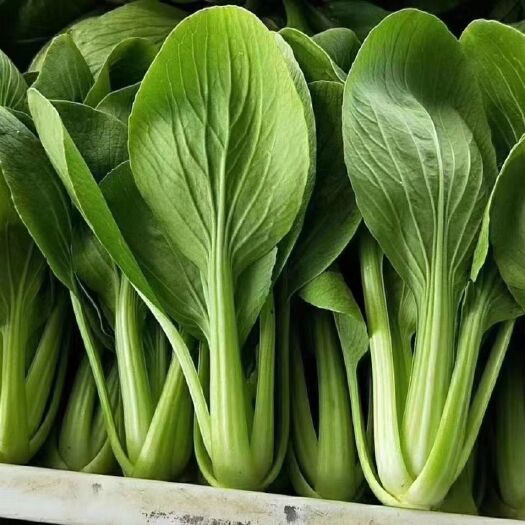 曹县上海青小白菜精品油菜上海青