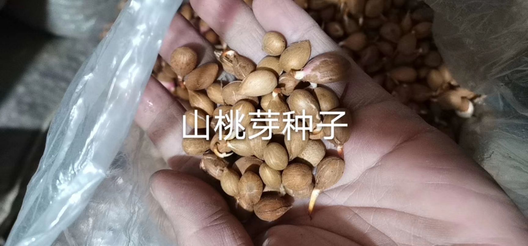 桃树种子  东升种苗现货供应沙藏山桃芽    山桃核种子