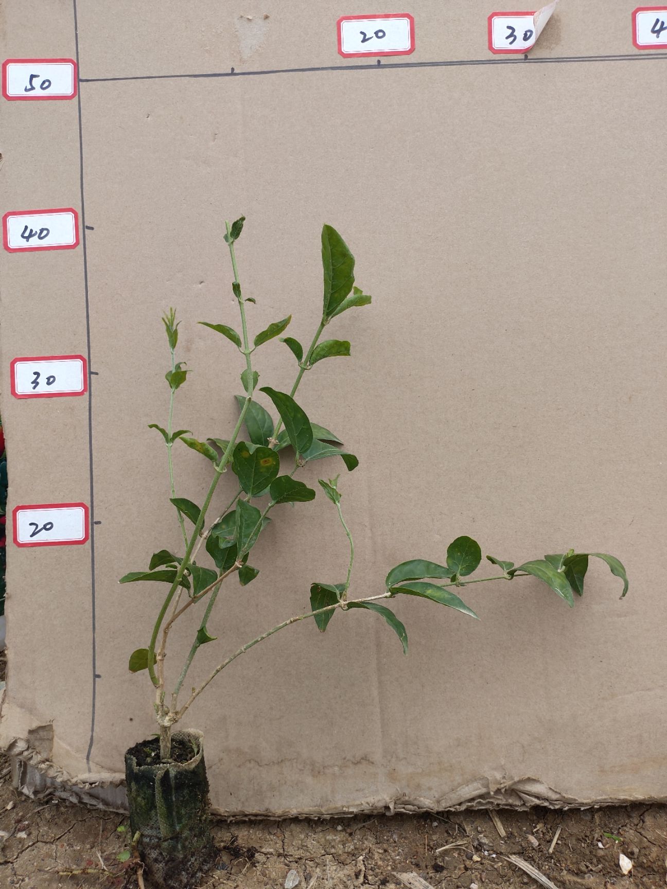 单瓣茉莉  横县茉莉重瓣笔尖茉莉，2年苗，新品种花味超级香