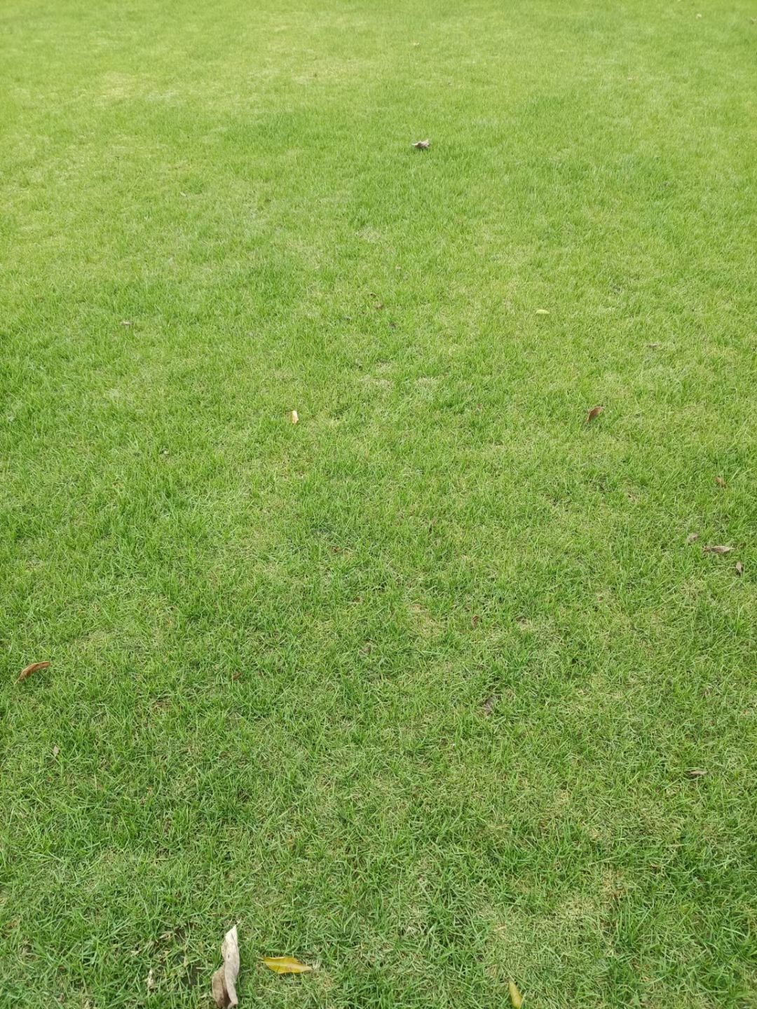 公司常年销售：优质果岭草，沙培百慕大，马尼拉，