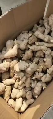 沂水县精品368大黄姜种，
