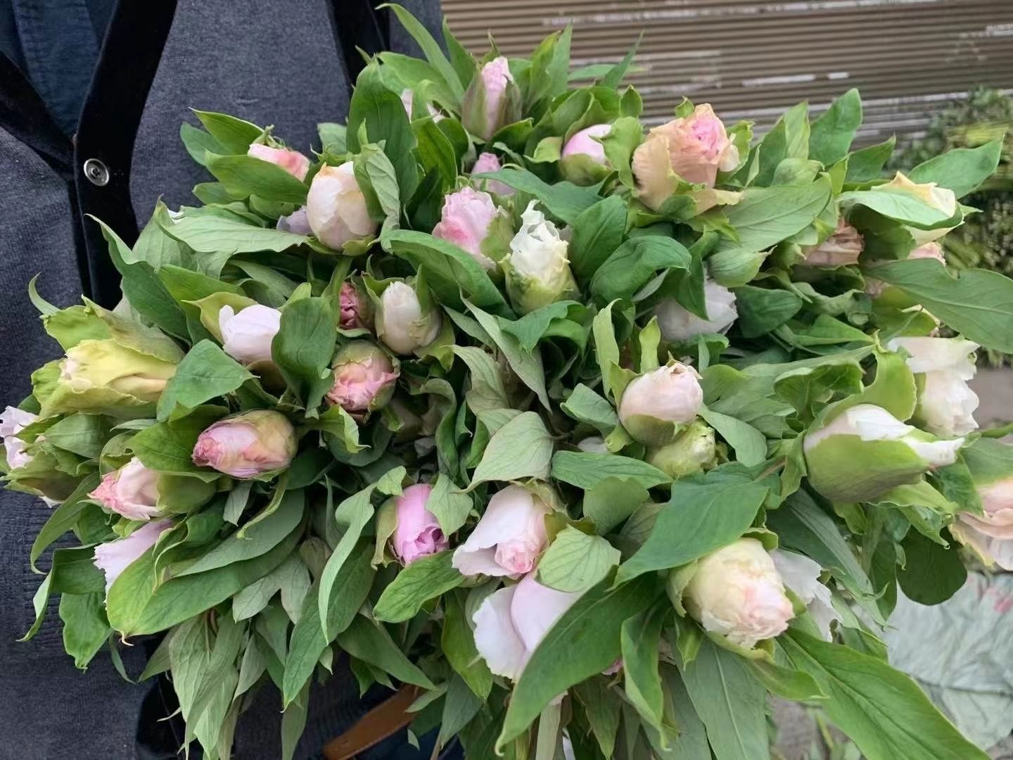 观赏牡丹 油画牡丹 芍药切花基地直发 牡丹鲜花