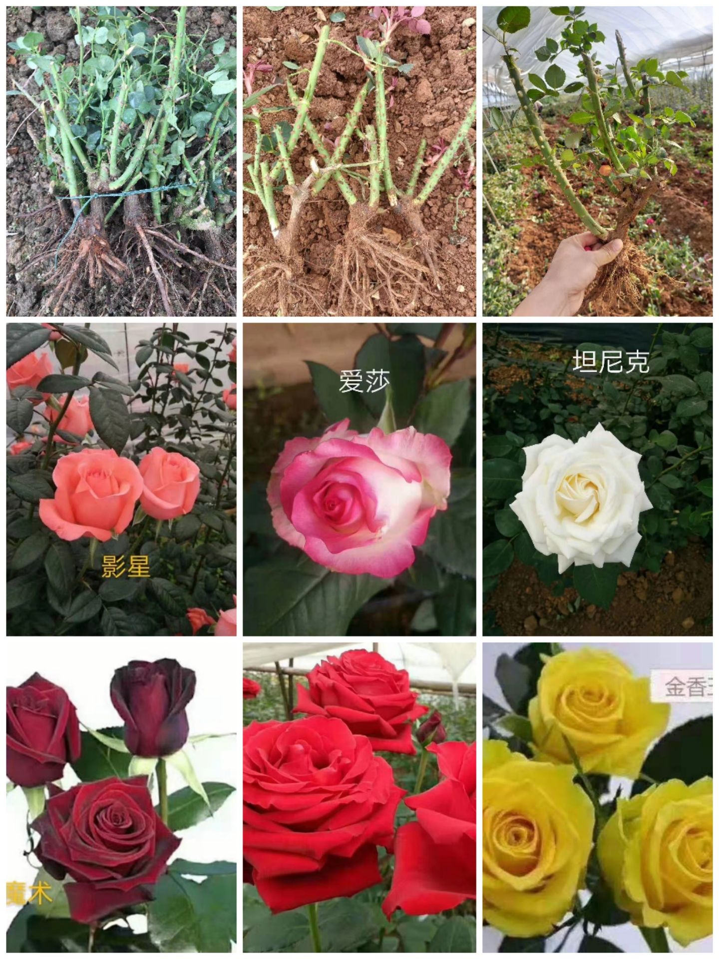 昆明玫瑰苗  玫瑰月季大苗绿化工程苗，质量保证，货品新鲜