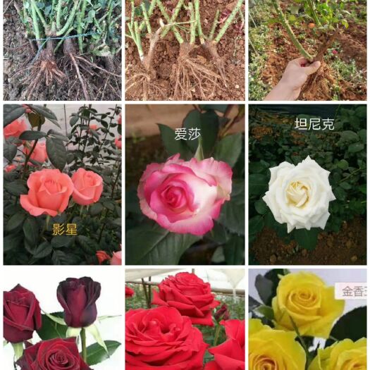 玫瑰苗  玫瑰月季大苗绿化工程苗，质量保证，货品新鲜