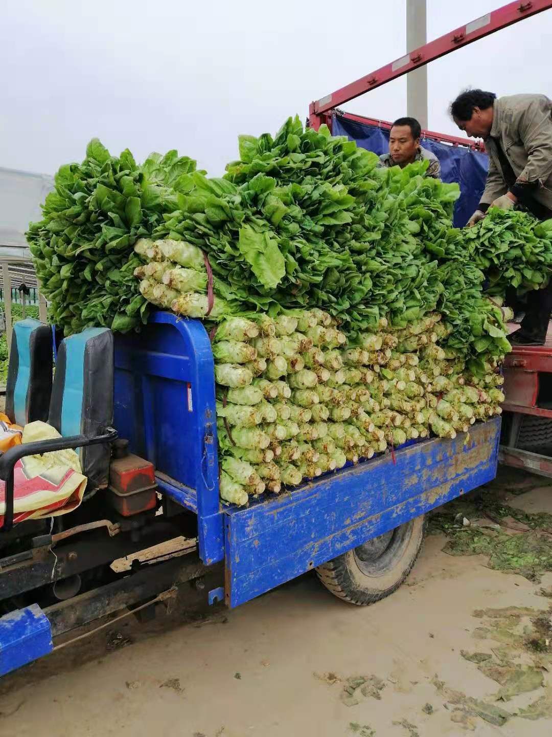 圆叶莴笋 山东省聊城市莘县 