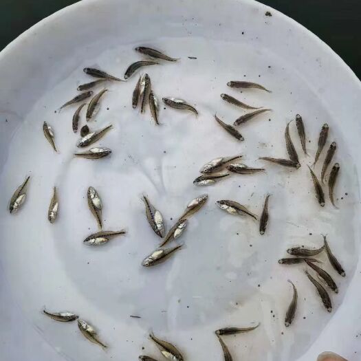 广州加州鲈鱼 