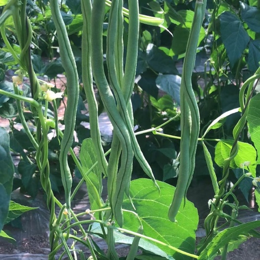 辽阳县架豆王豆角 本人代收各种蔬菜，质量保证