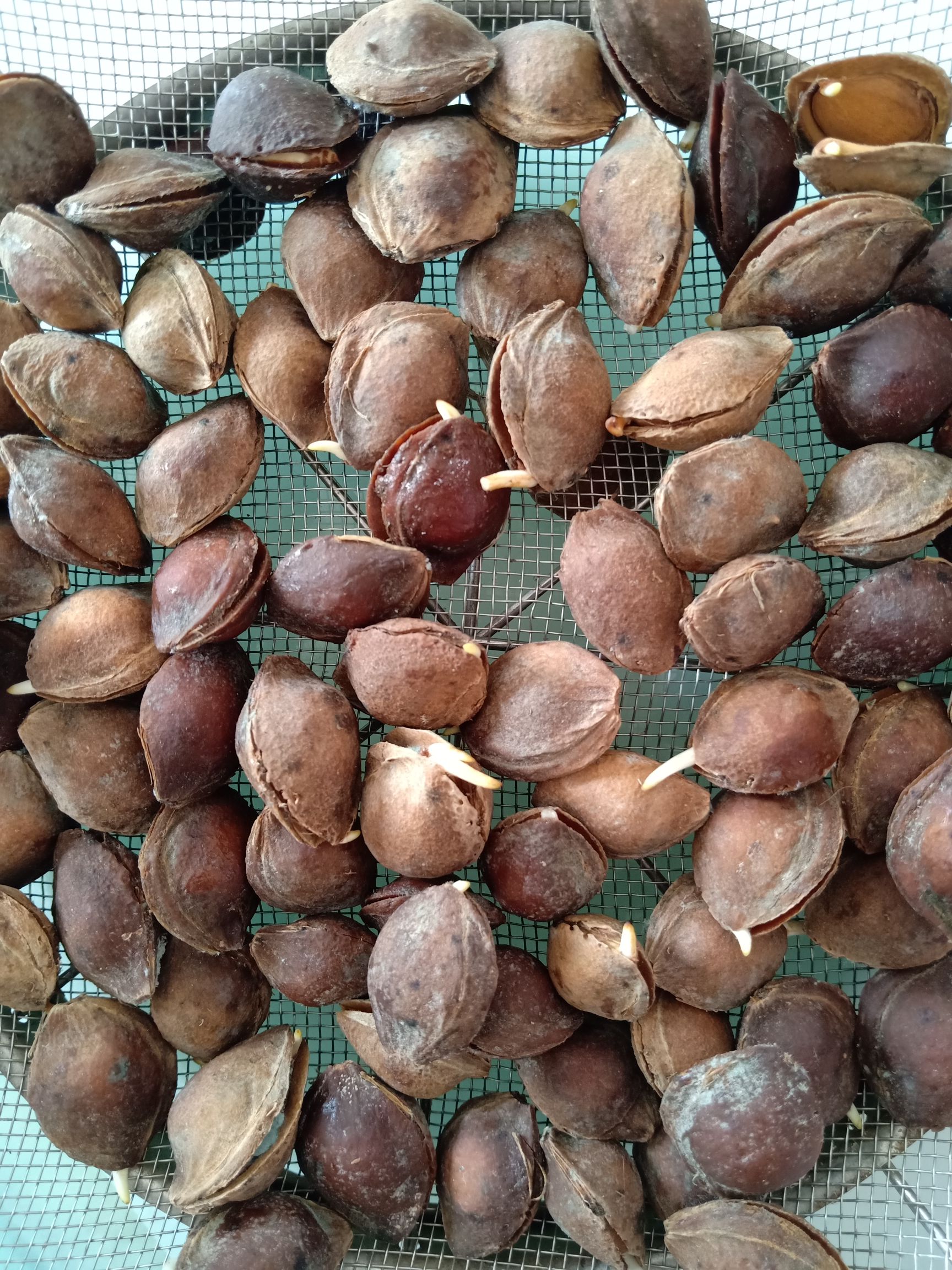 杏树种子 发芽山杏种子 籽粒饱满