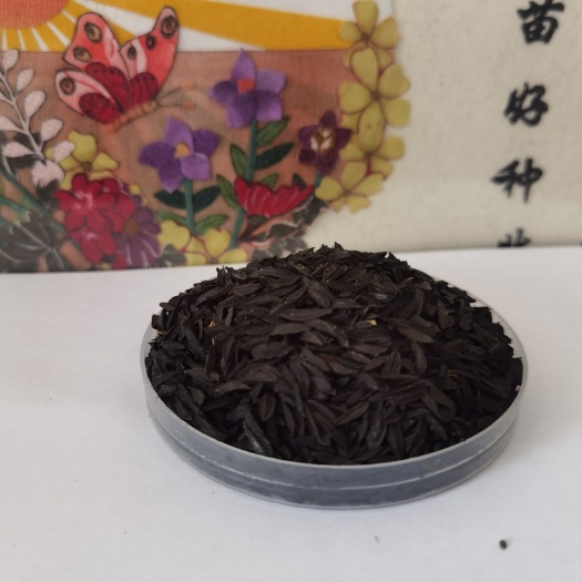 安国市知母种子  知母籽秧苗