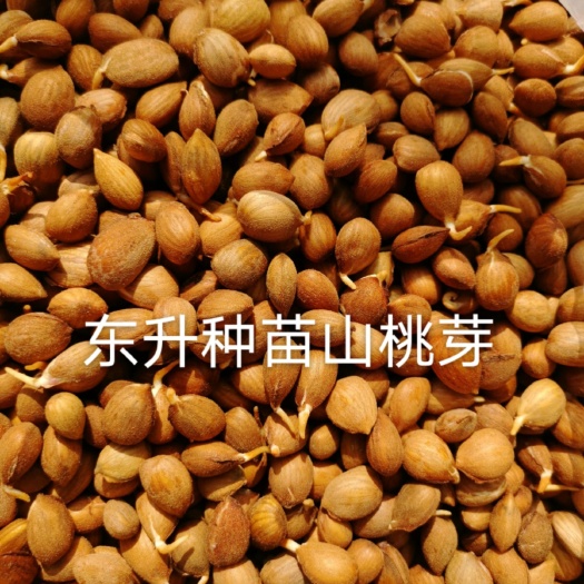 盖州市桃树种子  东升种苗现货供应沙藏山桃芽    山桃核种子