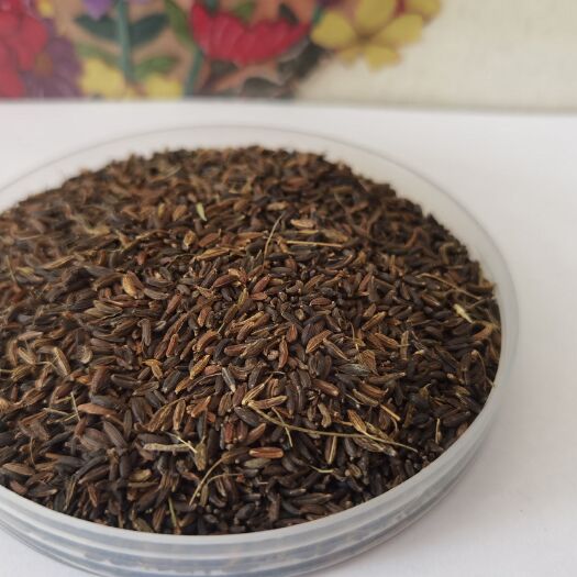南沙参种子  南沙参籽，保质保量批发零售