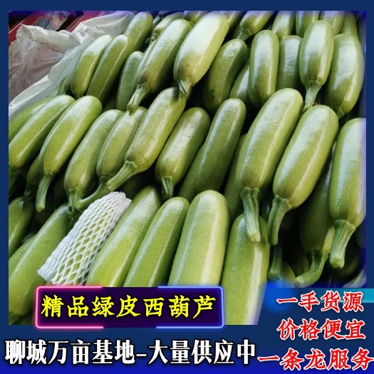 精品绿皮西葫芦 万亩基地直供 价格便宜 一条龙服务