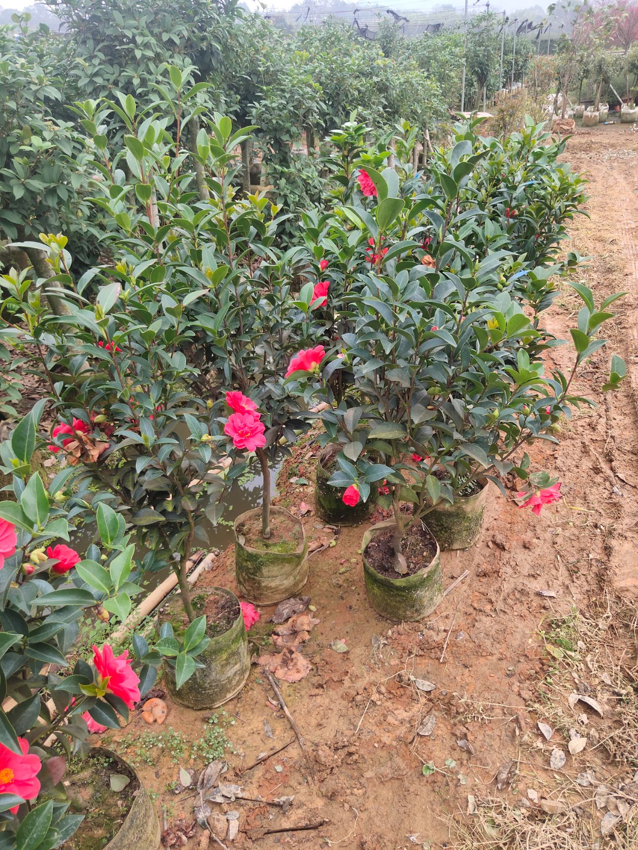 茶花树  四季茶花