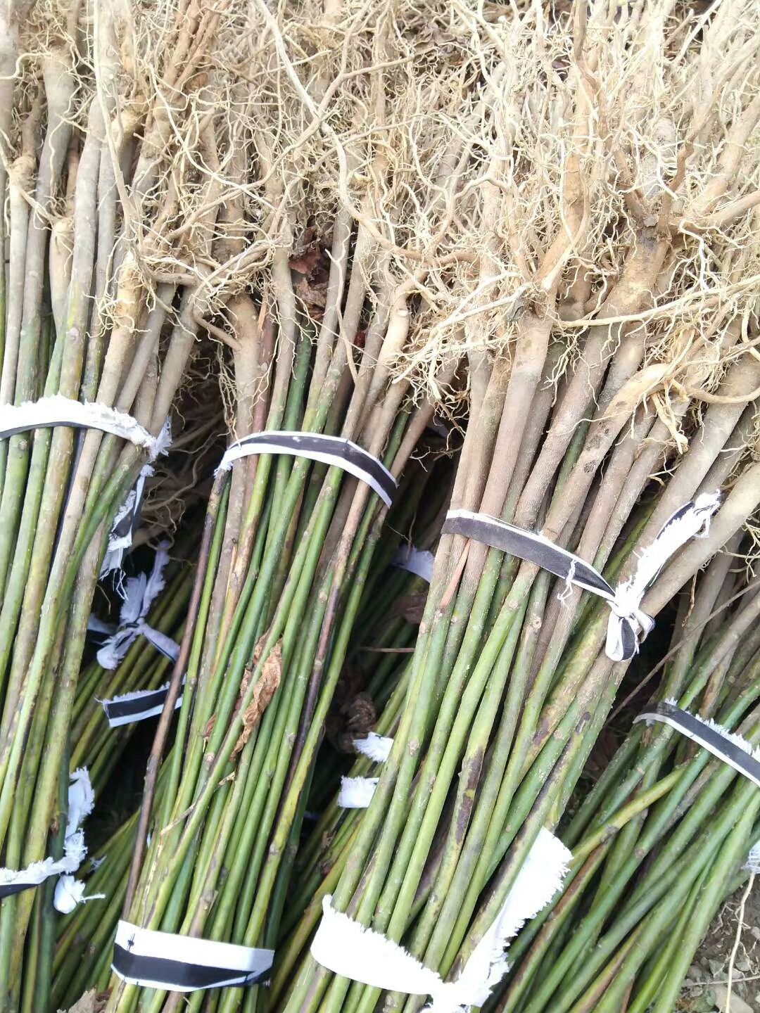  精品油桐苗，根系发达，质量很好，，量大