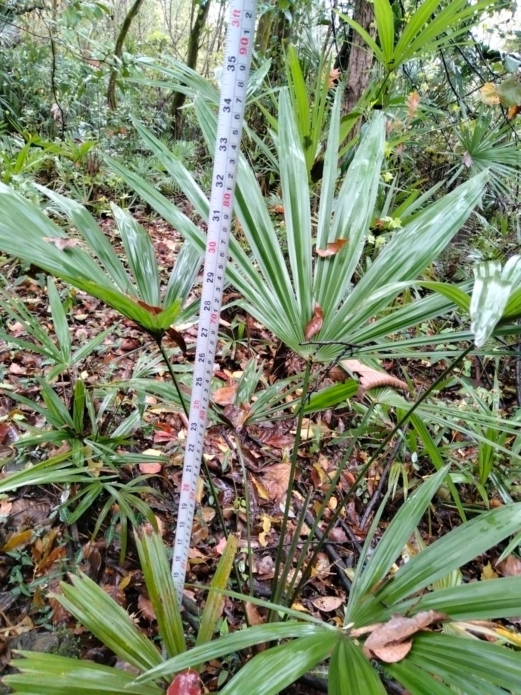  大叶子棕树苗，，大棕花微甜，大小棕树苗长期供应。
