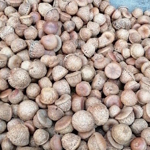 阳春市风流果 6-12个月 