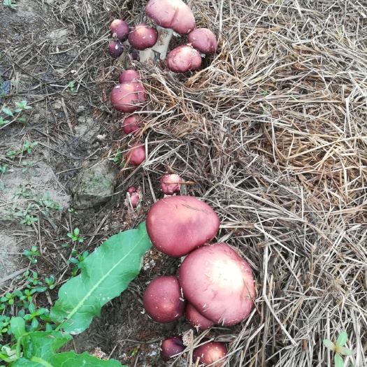 长沙 赤松茸