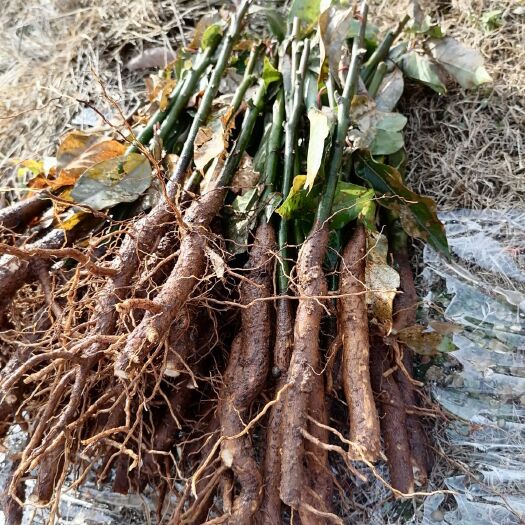 樟树苗  湖北小叶香樟树小苗大小规格一年苗二年苗