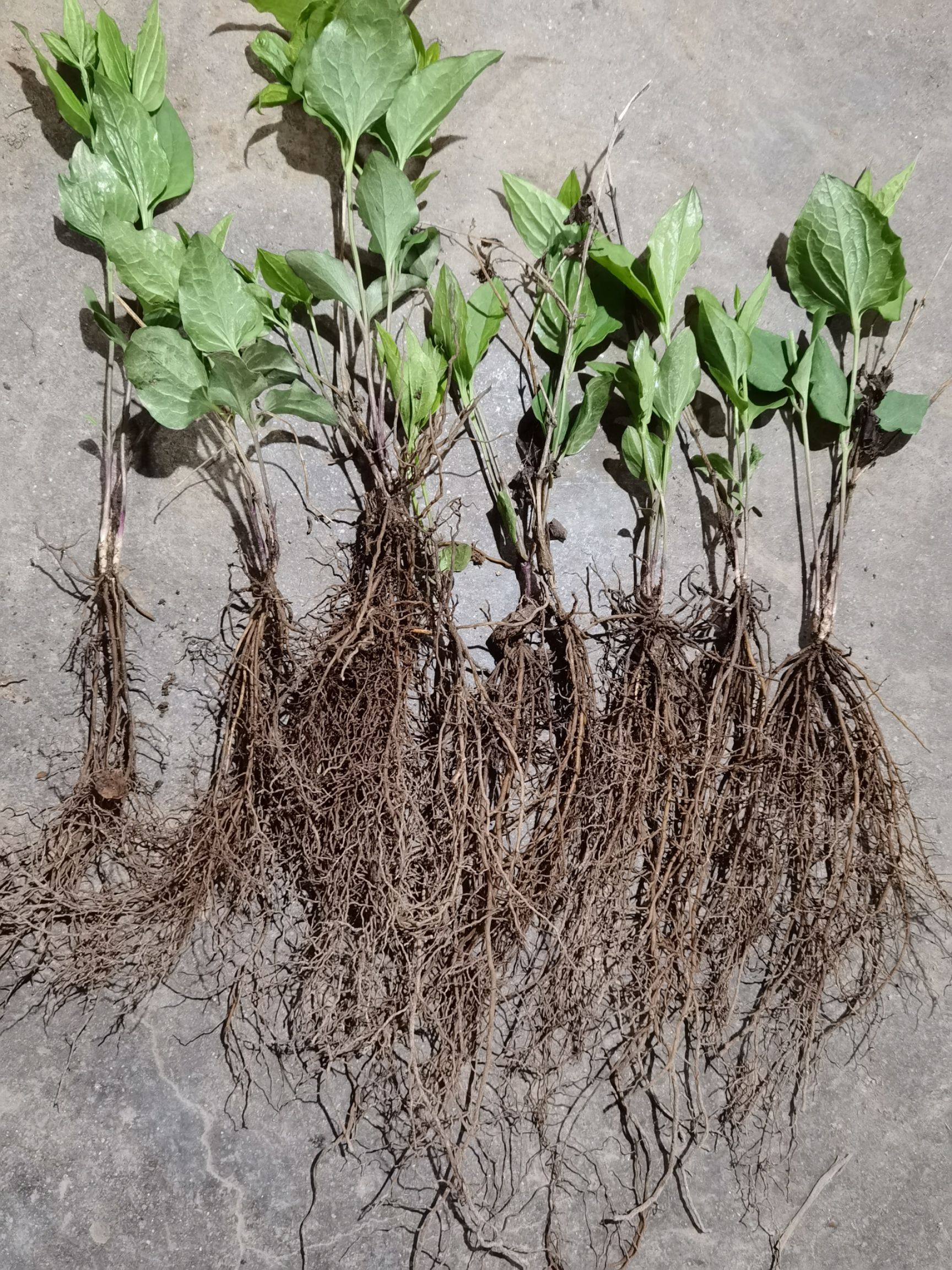 威灵仙种苗，二年苗