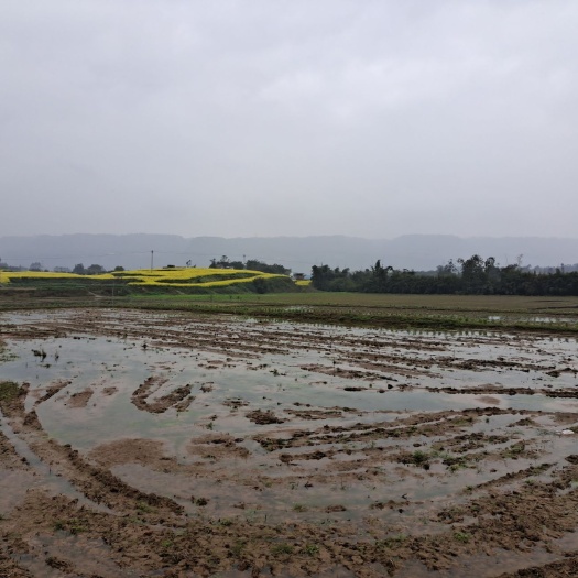 重庆市 700亩水田出租