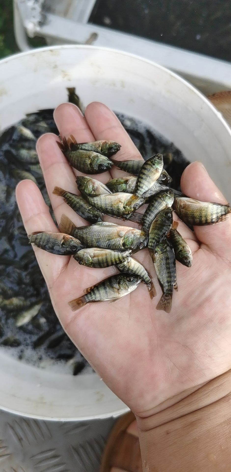 罗非鱼苗  支持送货上门，货到付款量大从优，四川，云南，贵州，湖南，广西