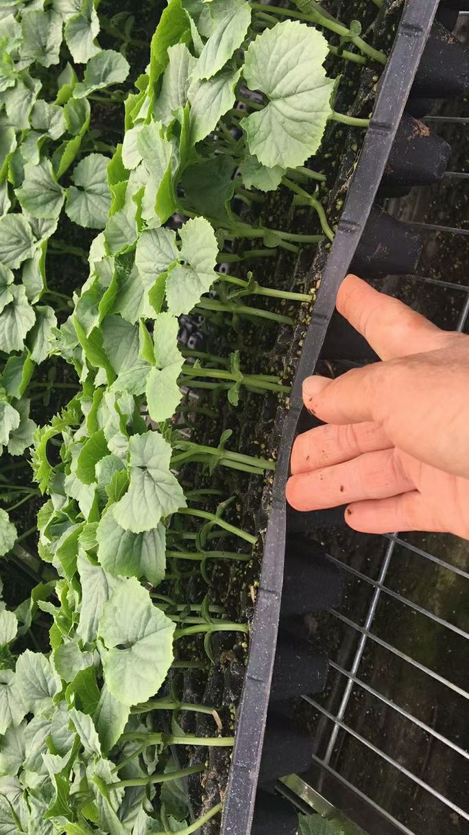 捷青早熟苦瓜苗