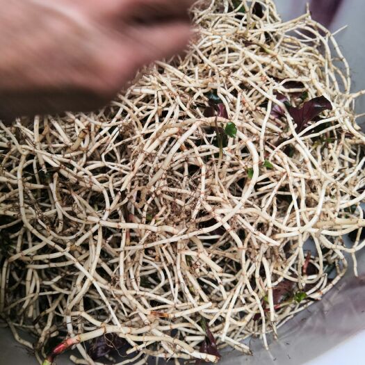 安顺鱼腥草根