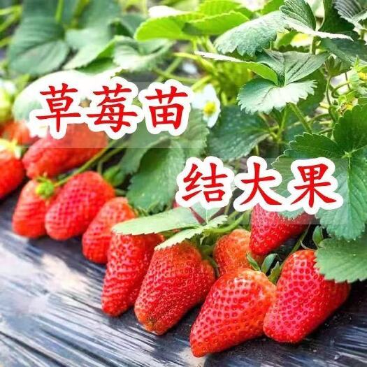 泰安红颜草莓苗  常年供应，红颜，章姬，甜查理，四季，等草莓种苗